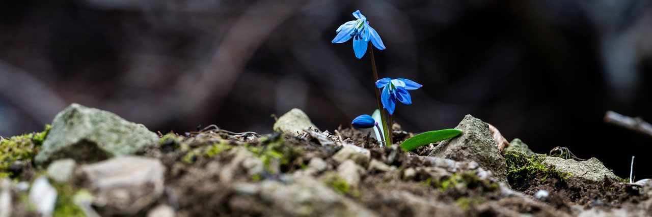 Doprovodný obrázek s modrou květinou k živlu Země